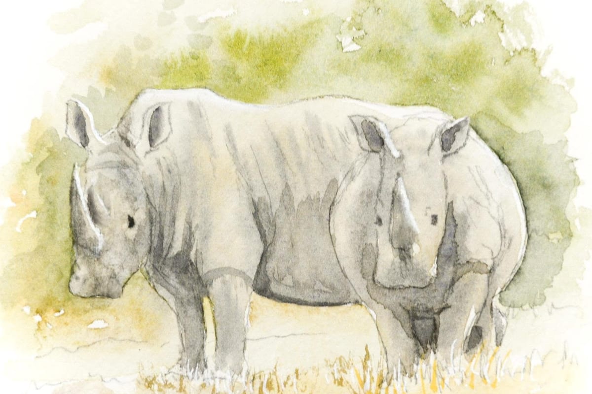 Rhinos